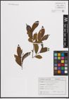 Foto von Salix cinerea L.